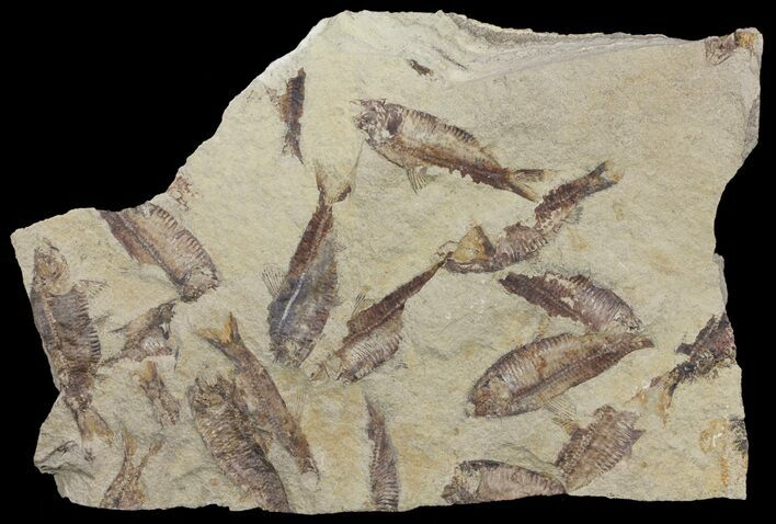 Fossil Fish (Gosiutichthys) Mortality Plate - Lake Gosiute #61566